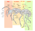 Thorax