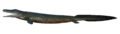 Ichthyostega