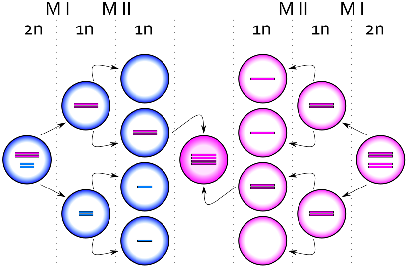 Diagram showing the chromosomal arrangement in Tetrasomy X