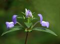 Achetaria azurea