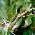 Stem lesions caused by Alternaria solani