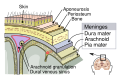Meninges-en.svg