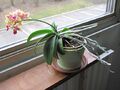 Phototropism