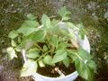Potato leaf of Brandywine tomato