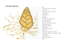 Foraminifera
