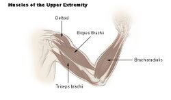 Muscles of the upper extremity