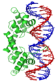 Lambda repressor