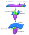 Neural Crest