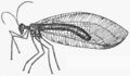Hymenoptera