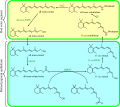 Visual cycle
