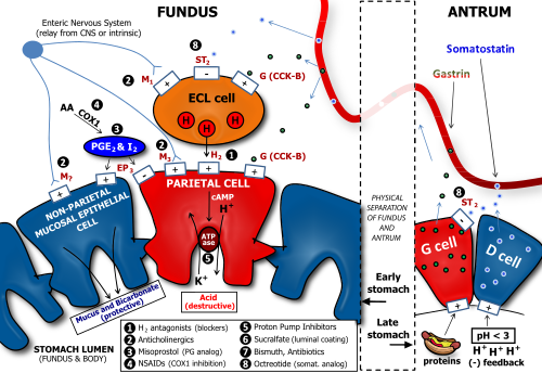 Determinants of Gastric Acid Secretion