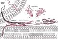 Diagram of exocytosis machinery