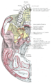 Premolar