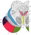 Diagram of frontopontine fibers