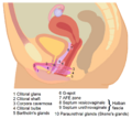 G-spot