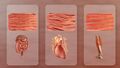 Types Of Muscle