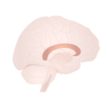 Longitudinal fissure