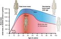 Age and Bone Mass