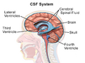 Blausen 0216 Cerebrospinal System