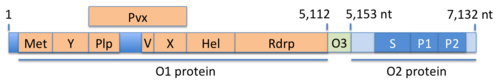Hepatitis E Virus genome and encoded proteins