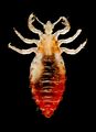 Louse-feeder