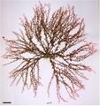 Botryocladia occidentalis