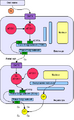 Copper metabolism