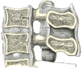 Supraspinous ligament