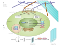 Tumor hypoxia