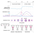 Diagram of the Menstrual Cycle