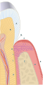 Diagram of the periodontium
