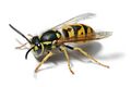 Hymenoptera