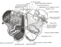 Fourth ventricle and surrounding structures