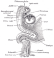 Human embryo about fifteen days old. Brain and heart represented from right side. Digestive tube and yolk sac in median section.