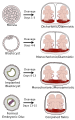 Placentation