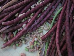 Yardlong Beans