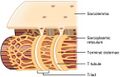 Sarcoplasmic reticulum
