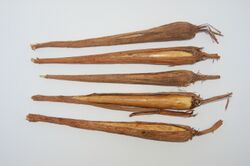 Borassus flabellifer seedlings