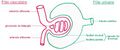 Efferent arteriole