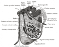 Vagus nerve and the intestines.