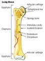 Illustration of a long bone