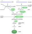 MiRNA biogenesis