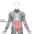 Rectus abdominis