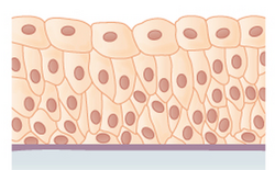 Transitional epithelium