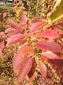 Forsythia