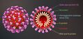 3D medical animation of coronavirus structure