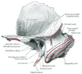 Temporal styloid process