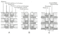 Development of vertebral segments in embryonic stages.