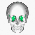 Sphenoid bone