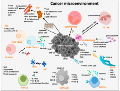 Tumor-associated immune cells in the tumor microenvironment of breast cancer models